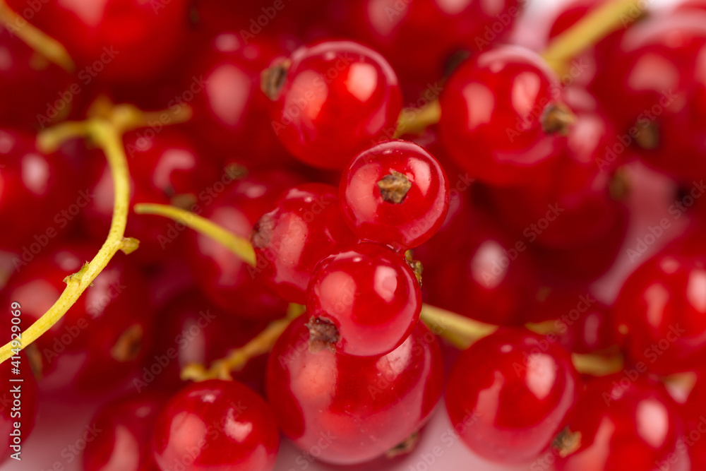 Red currant on white background Red currant on white background