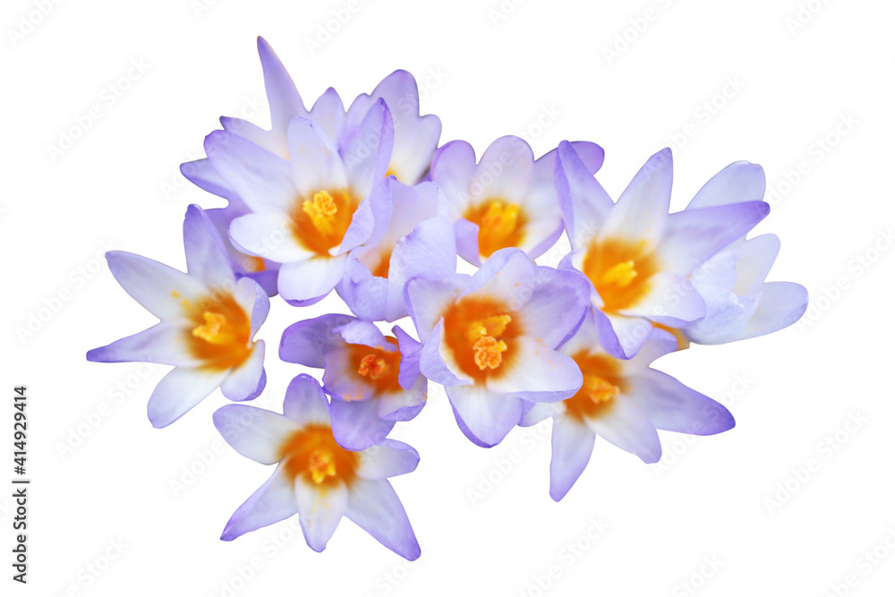 Obraz premium Beautiful spring flowers crocus close up