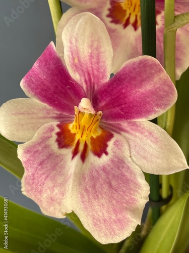 pink orchid flower