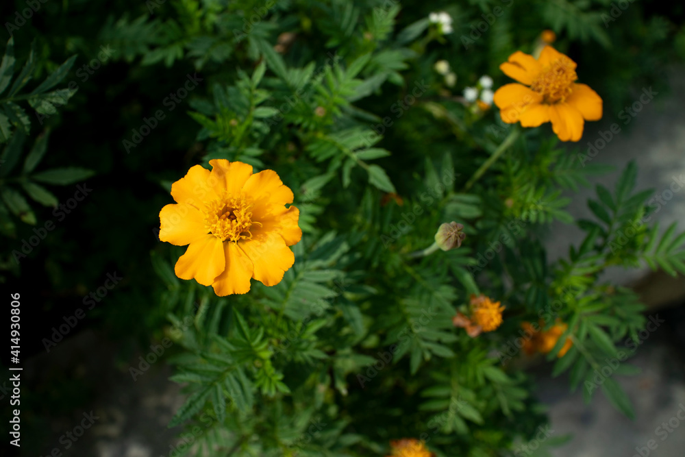 yellow flowers in the garden yellow flowers in the garden