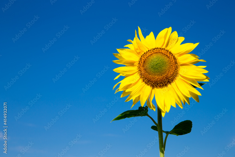 Sunflower field with cloudy blue sky Sunflower field with cloudy blue sky