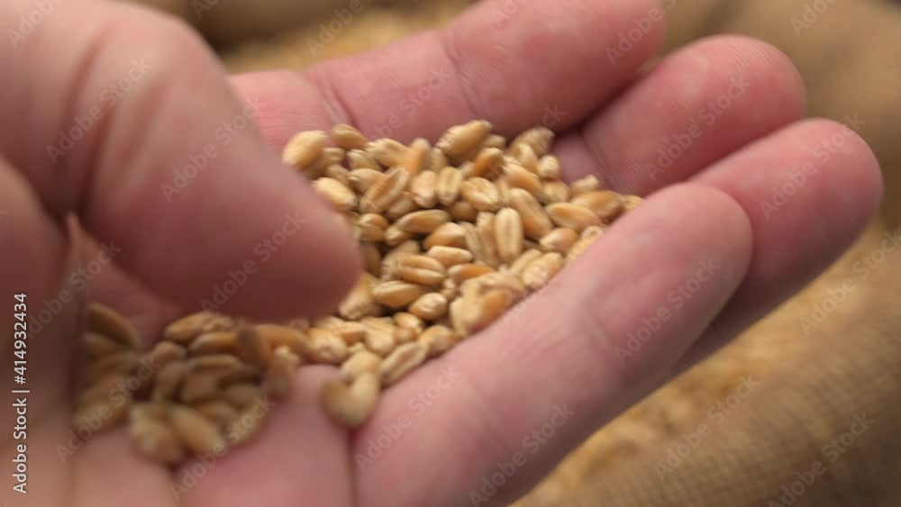 Male hand holding wheat grains in jute sack after good harvest. Close up of cereal seeds in farmer's hands, 4K resolution. Male hand holding wheat grains in jute sack after good harvest. Close up of cereal seeds in farmer's hands, 4K resolution.