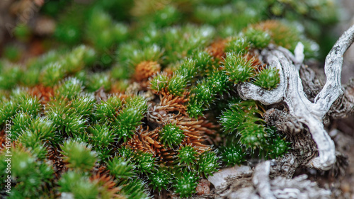 Close up picture of green and orange tiny spiky moss on a tree. Earth day concept. Wallpaper © Danila Shtantsov