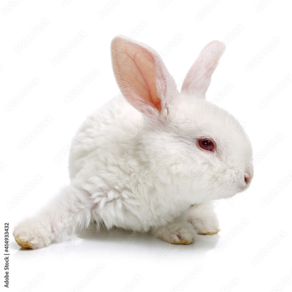 Obraz premium Cute white baby rabbit