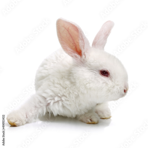 Cute white baby rabbit