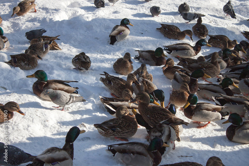 city ducks on the snow-covered shore of the pond in winter. urban birds on the snow. Anas platyrhynchos ducks © Vladimir Pavlichenko