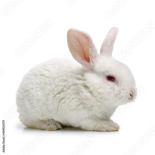 Cute white baby rabbit © zcy