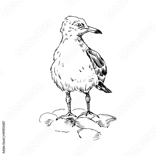 Seagull. Hand-drawn in sketch style. Vector illustration, isolated on white.