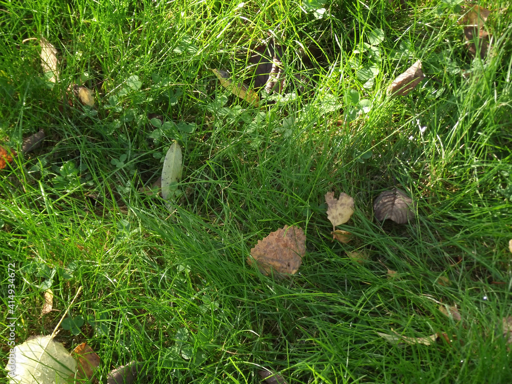 first autumn leaves on the grass first autumn leaves on the grass