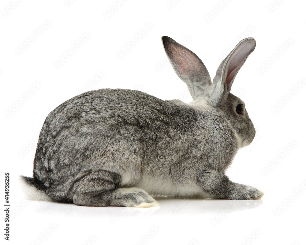 Obraz premium grey rabbit on a white background