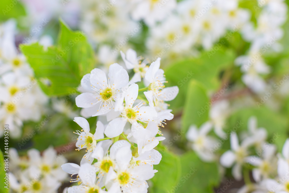 Flowers of the cherry blossoms on a spring