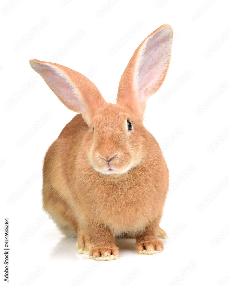 Obraz premium orange rabbit on white background 