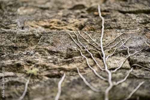 Background of a stone wall, with a dry ivy climbing up