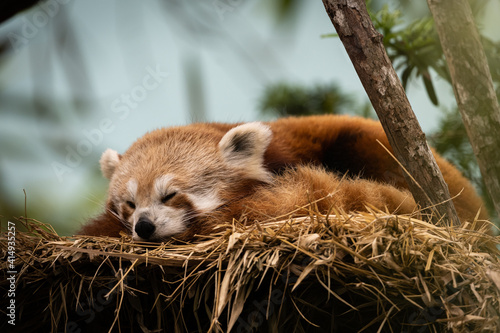 Red panda morning sleep