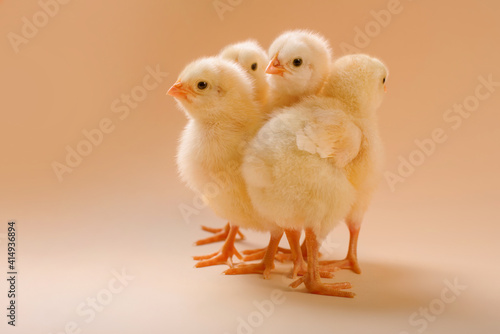 Fototapete Image of a few newborn fluffy fledgling chicken.