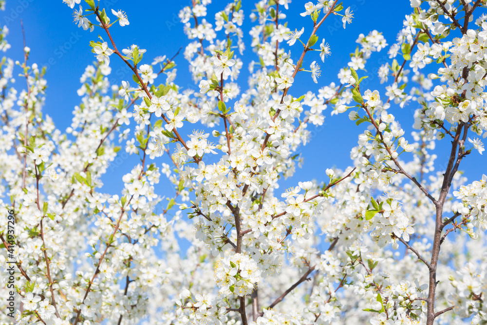 White oriental cherry in spring over clear blue sky White oriental cherry in spring over clear blue sky
