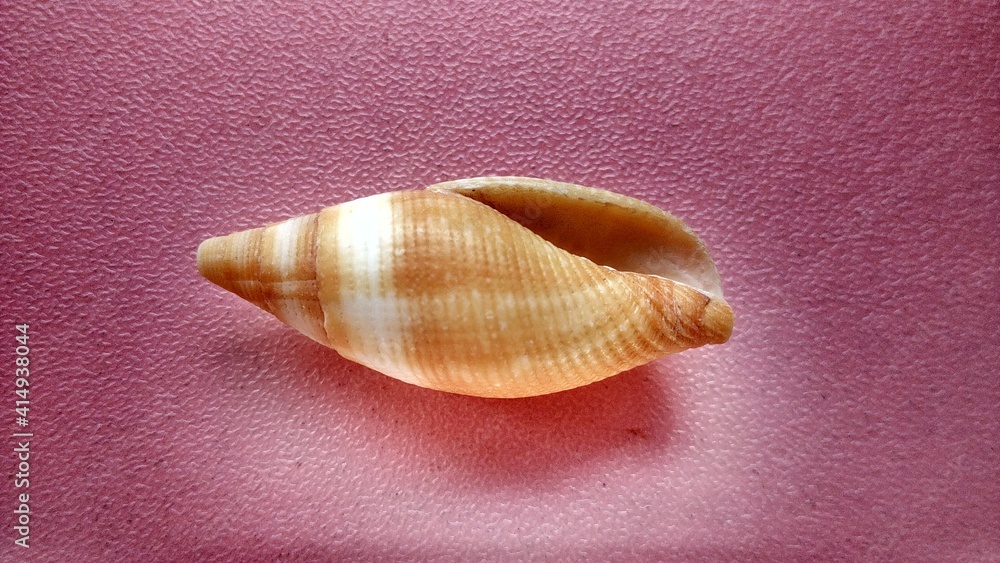 Beige-brownish white seashell spiral with three threads