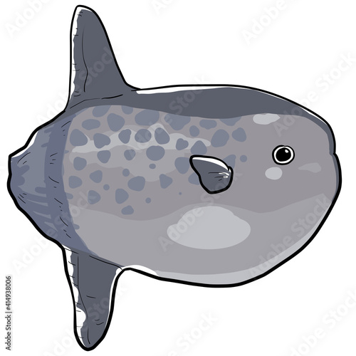 Simple and realistic sunfish illustration design photo