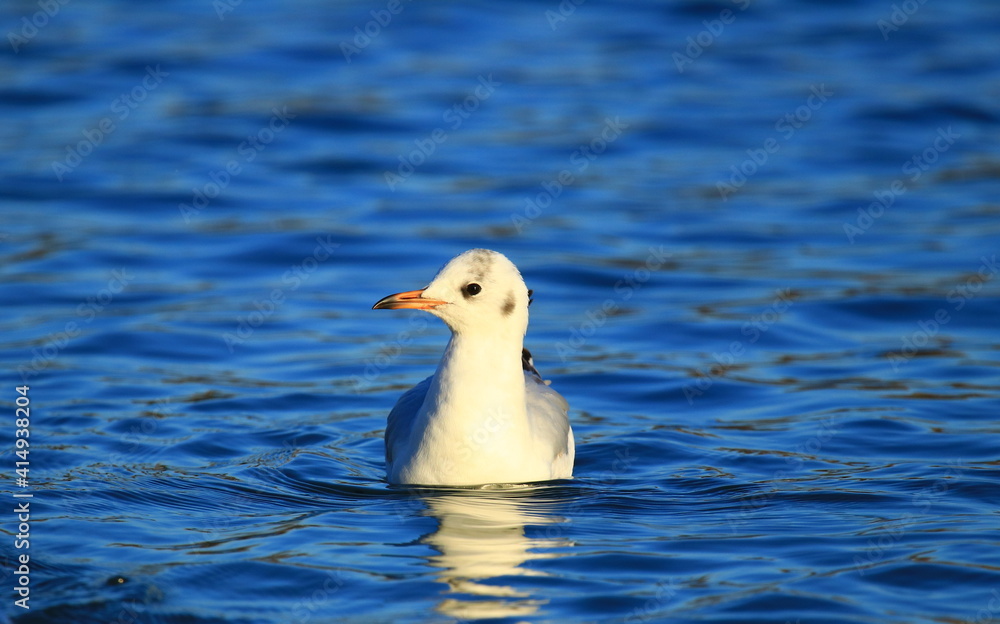 Gull on the lake in beautiful sunny day