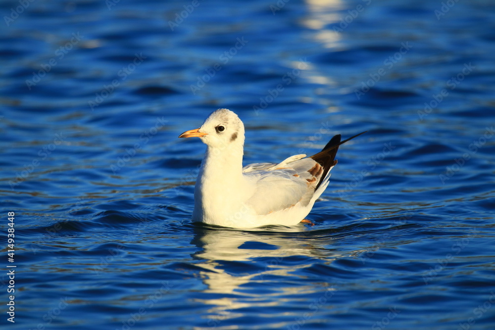 Gull on the lake in beautiful sunny day Gull on the lake in beautiful sunny day
