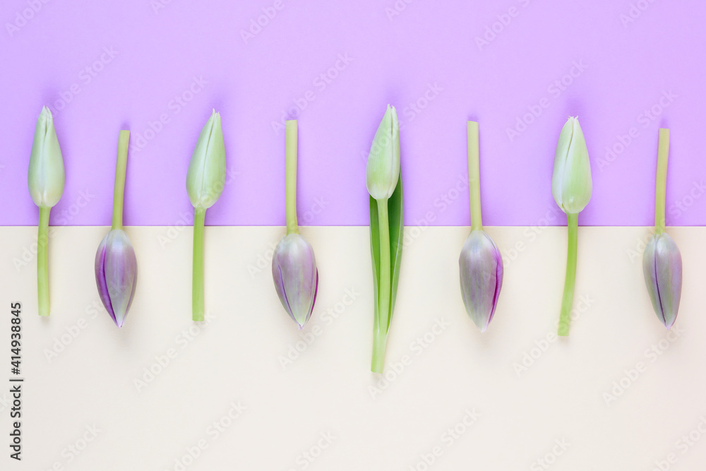 Frame border made of tulips on two tone yellow and purple background. Minimal design greeting card. Valentine's or Women's day concept. Flat lay. Copy space.