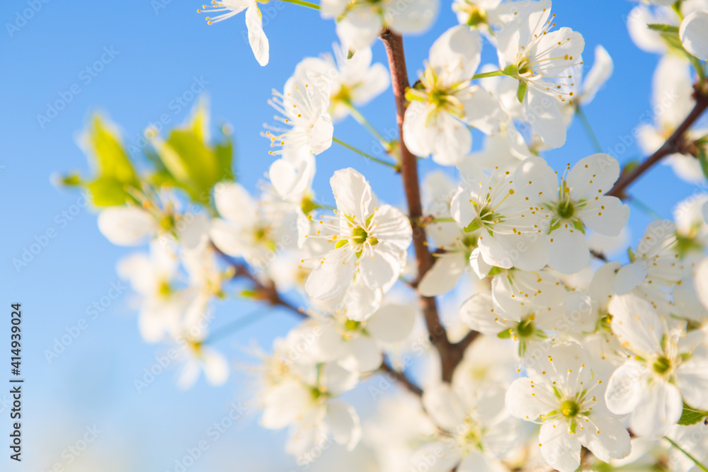 Blooming sakura tree on sky background in garden or park.