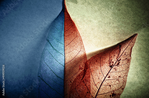 Transparent leaves on a blue and gray background.