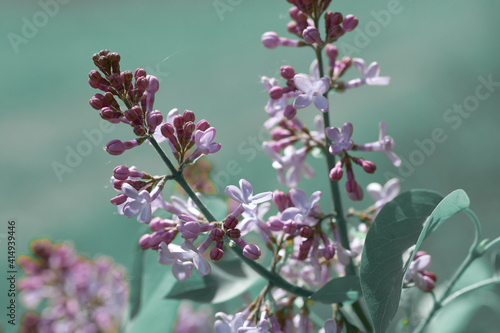 Beginning to bloom in early spring lilac brush