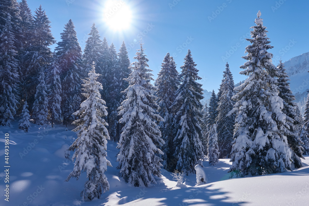Schneebedeckte Tannen und strahlender Sonnenschein