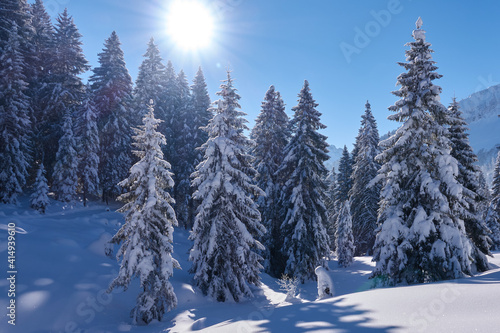 Schneebedeckte Tannen und strahlender Sonnenschein