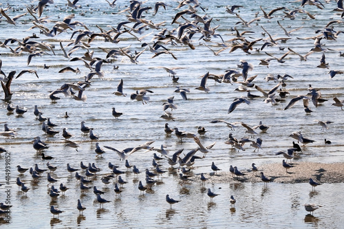 Flock of seagulls on the beach. Selective focus. © jelena990