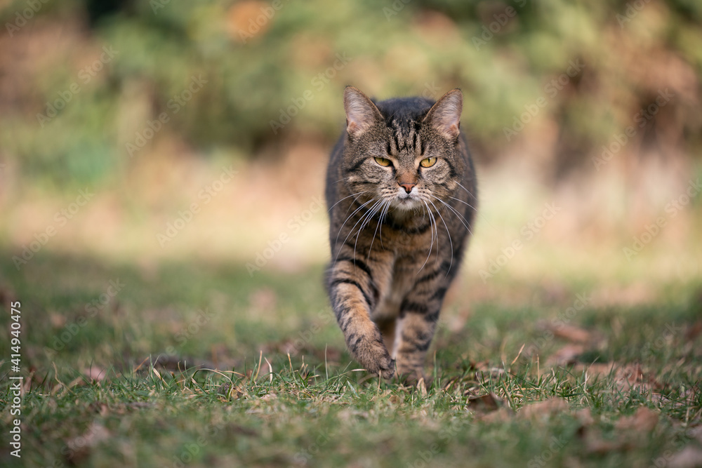 old tabby cat looking walking towards camera on grass with copy space