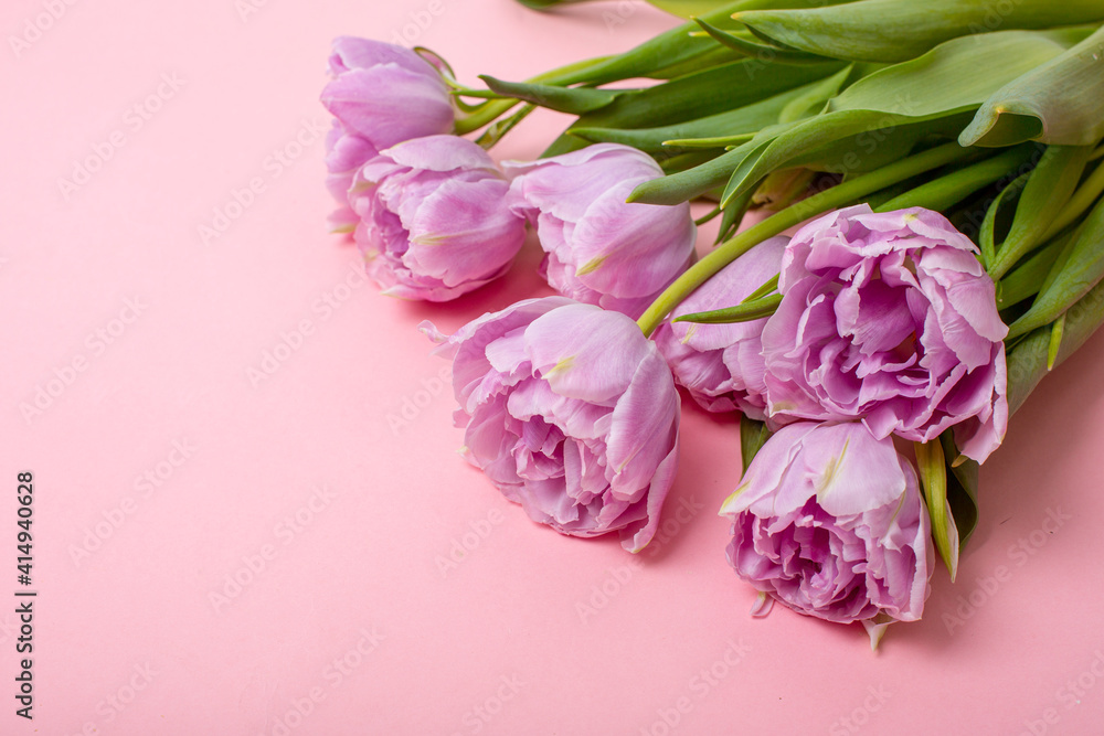 tulips on a pink background places for text tulips on a pink background places for text