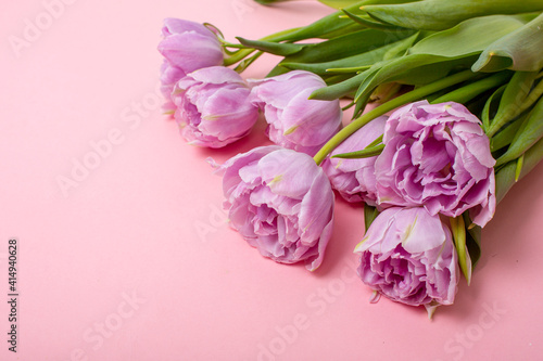 tulips on a pink background places for text