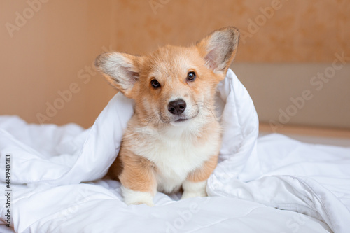 corgi puppy on the bed under the blanket © Olesya Pogosskaya