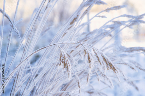 Nahaufnahme von gefrorenen Gr  sern mit Frost und Eiskristallen