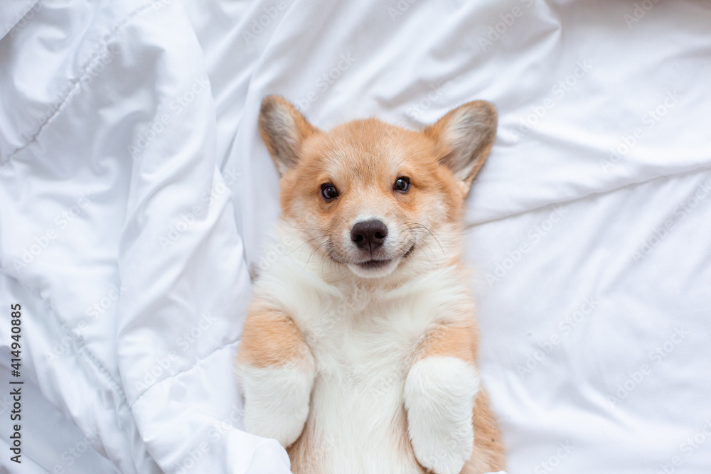 Cute funny Welsh Corgi puppy lying on its back on a white sheet resting, top view Cute funny Welsh Corgi puppy lying on its back on a white sheet resting, top view