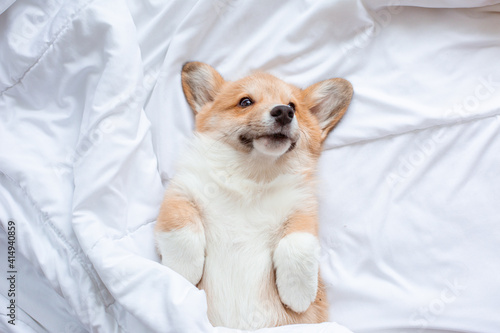 funny puppy dog welsh corgi is lying on his back on the bed under a blanket, top view