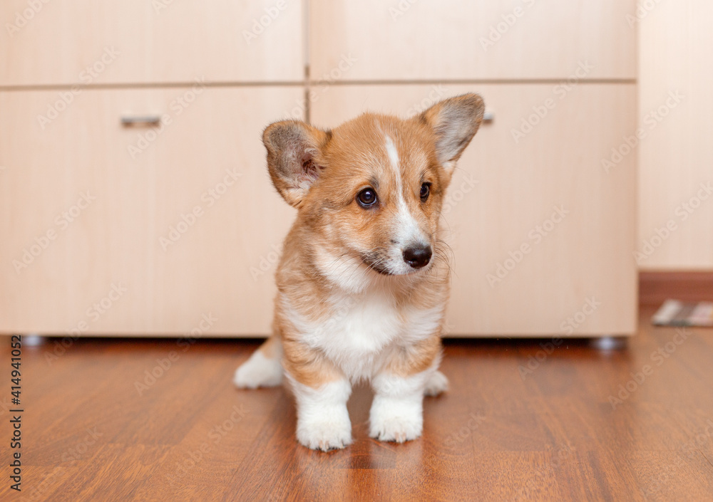 corgi puppy at home on the floor corgi puppy at home on the floor