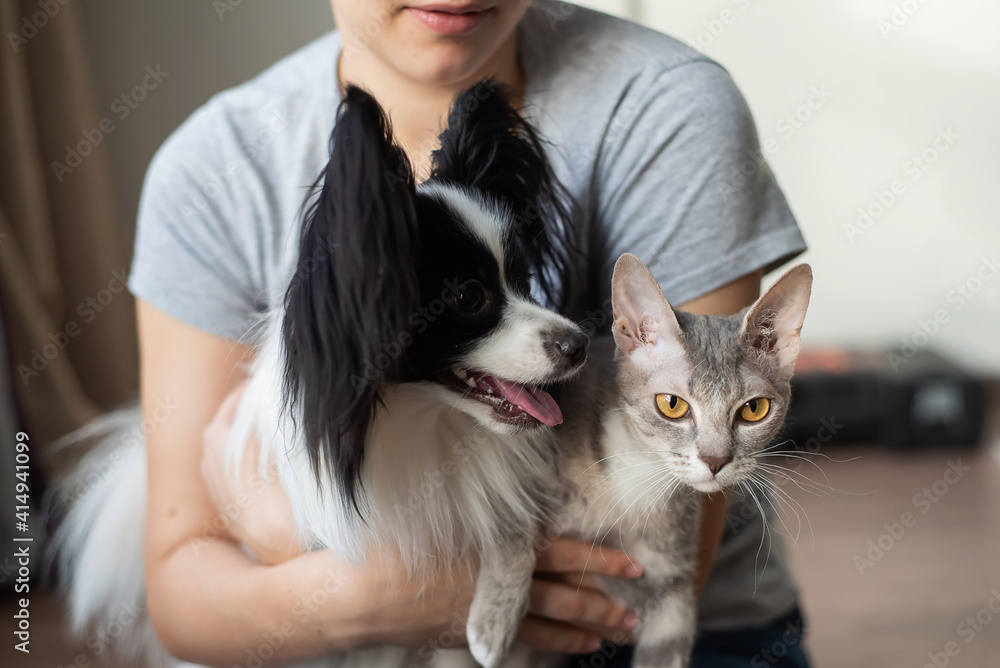 A woman holds in her hands a brush sphinx cat and a papillon dog A woman holds in her hands a brush sphinx cat and a papillon dog