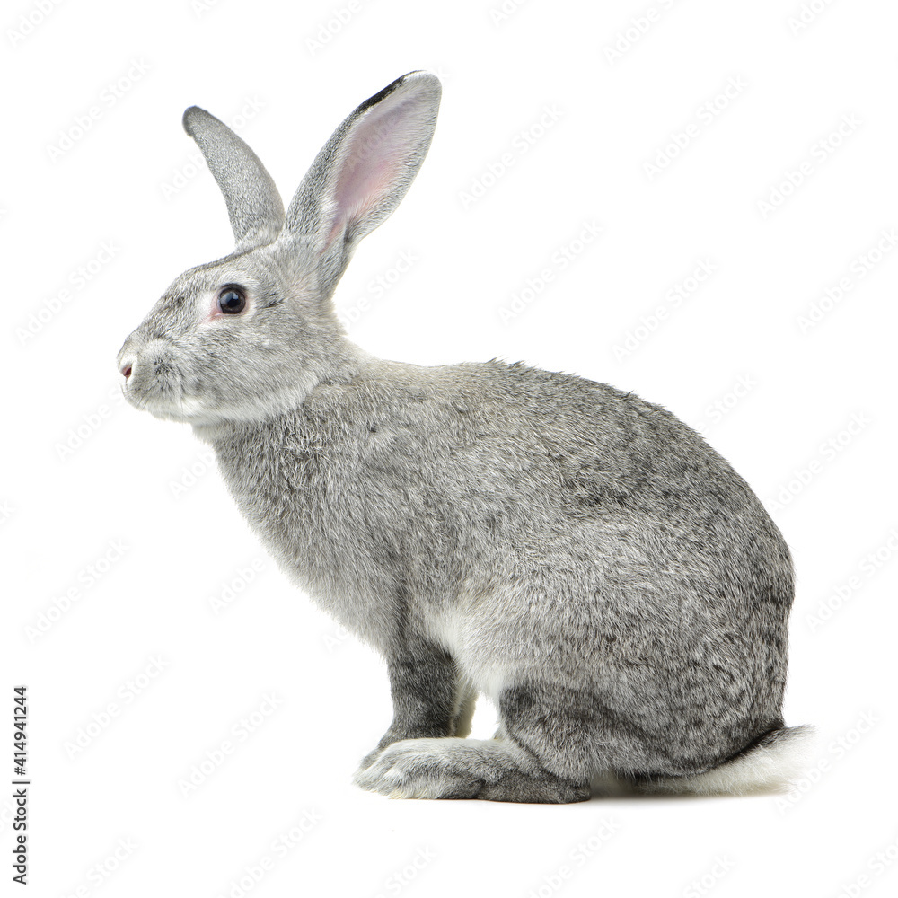 Obraz premium grey rabbit on a white background
