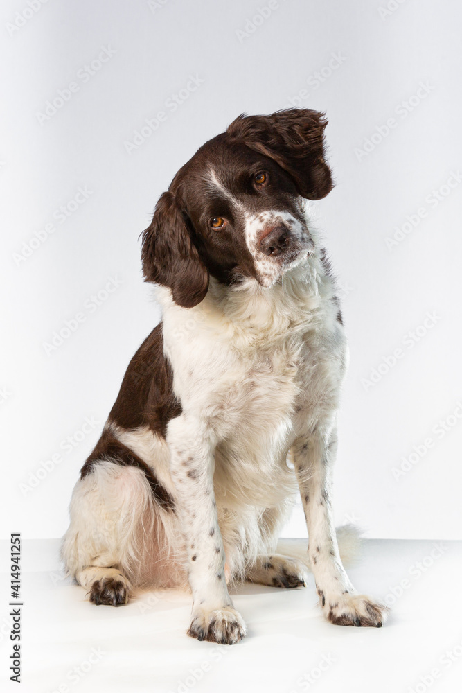Dutch Patridge Dog with tilted head looking at the camera on a white background