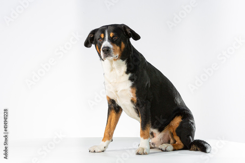 Entlebucher Mountain Dog sitting in a white background