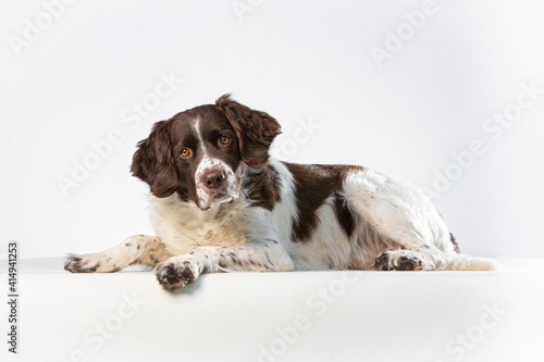 Dutch Partridge Dog lying down on a white background looking at the camera with head tilted a bit