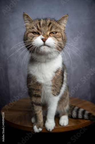 tabby white british shorthair cat sitting on wooden table looking at camera suspiciously