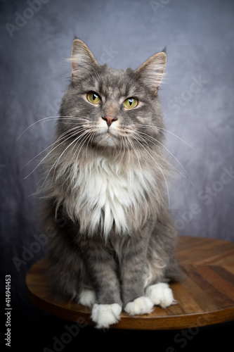 cute blue tabby white maine coon cat sitting on wooden table looking at camera