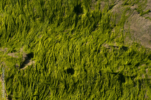 Wallpaper Mural The green of the sea. Torontodigital.ca