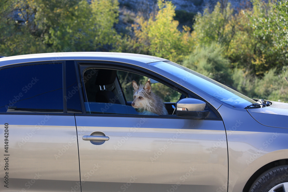 The dog sits and waits in the car