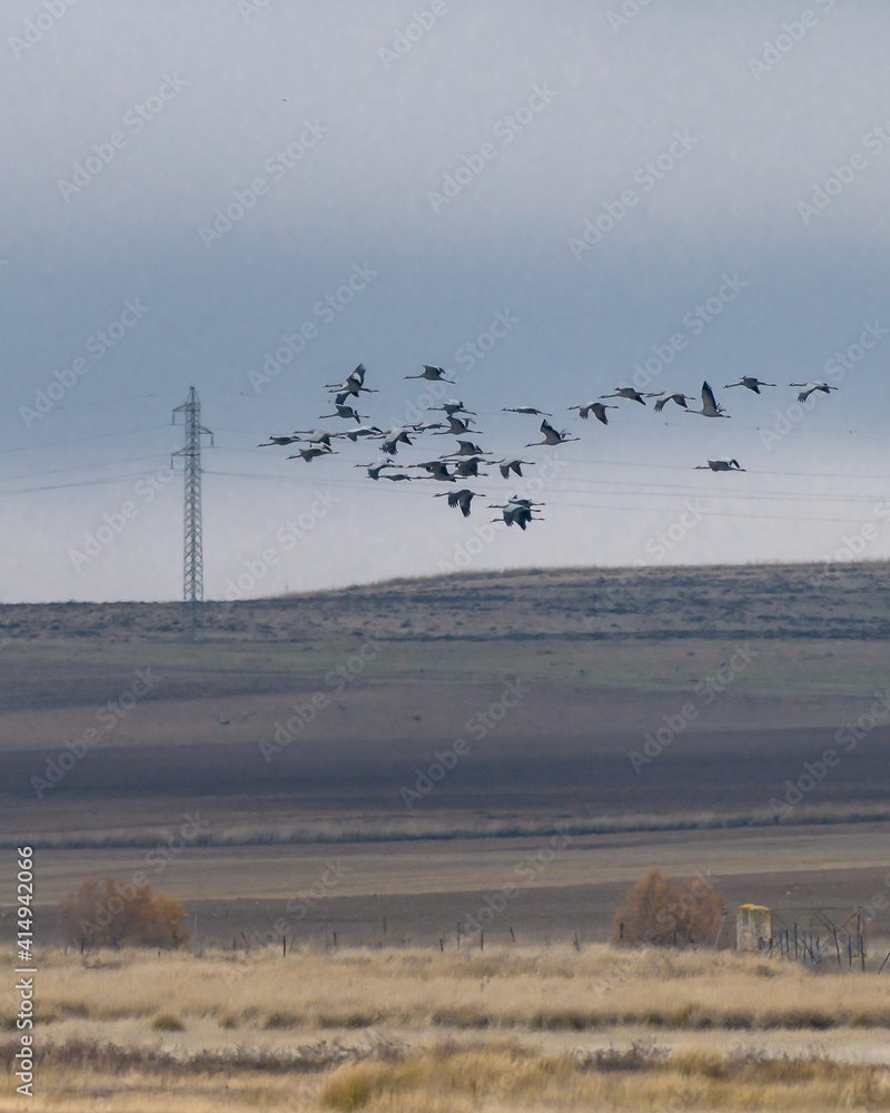 flock of migrating crane birds flying over farmland in the Hito lagoon in Cuenca, Spain