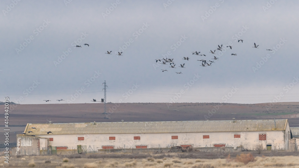 flock of migrating crane birds flying over farmland in the Hito lagoon in Cuenca, Spain